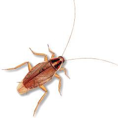 Cucaracha Alemana