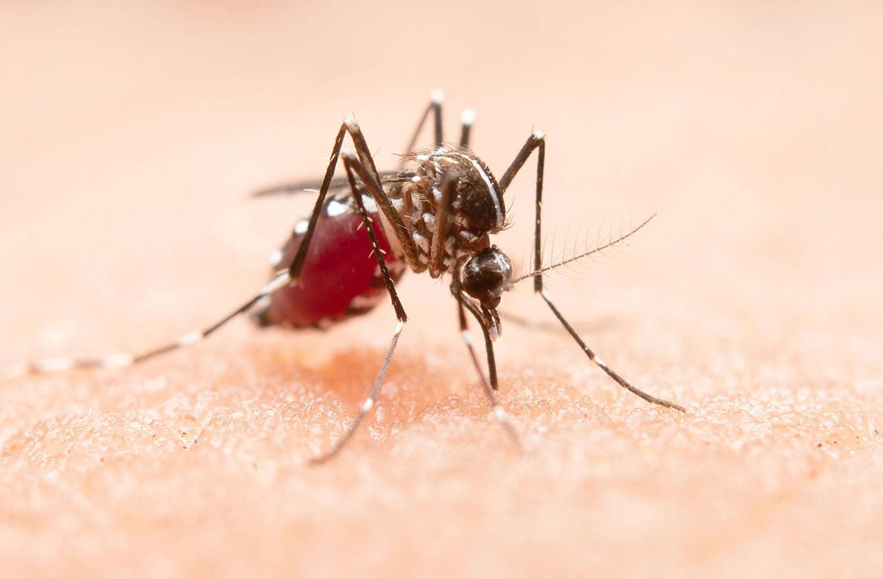 Mosquito Aedes aegypti