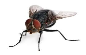 Mosca doméstica