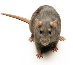 Rata Gris
