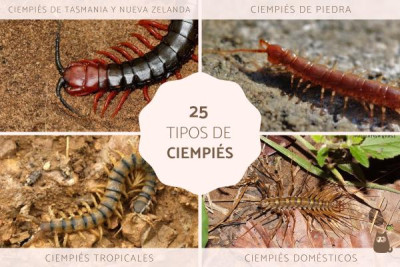 Chilopoda