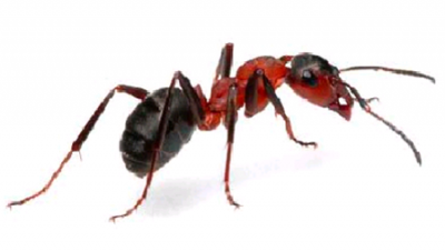 Hormigas