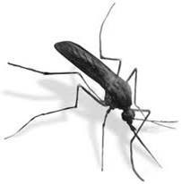 Mosquitos